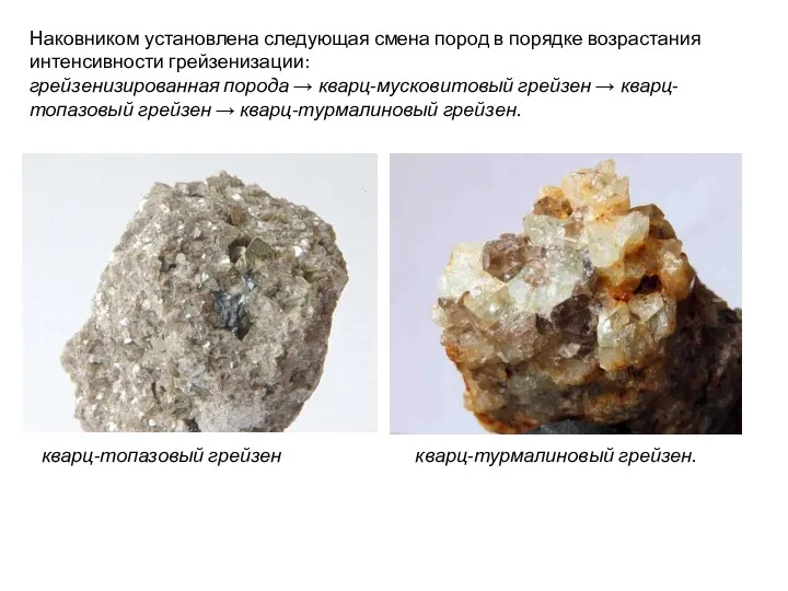 Наковником установлена следующая смена пород в порядке возрастания интенсивности грейзенизации: грейзенизированная порода →