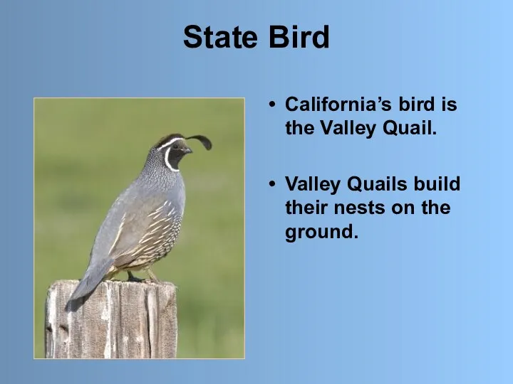State Bird California’s bird is the Valley Quail. Valley Quails build their nests on the ground.