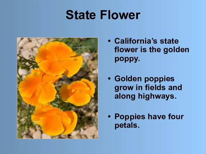 State Flower California’s state flower is the golden poppy. Golden