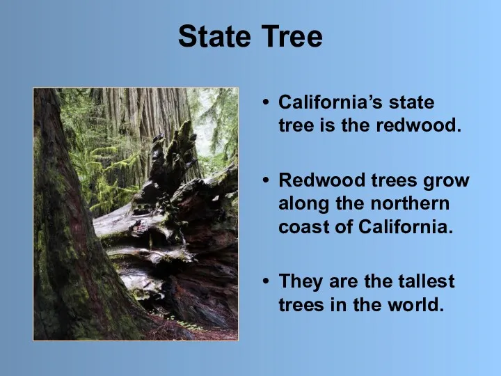 State Tree California’s state tree is the redwood. Redwood trees