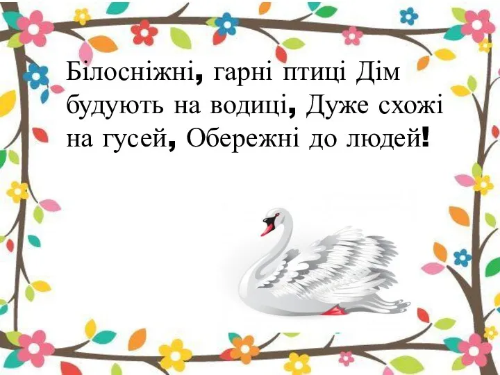 Білосніжні, гарні птиці Дім будують на водиці, Дуже схожі на гусей, Обережні до людей!