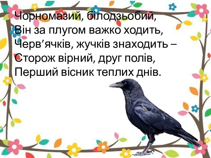 Чорномазий, білодзьобий, Він за плугом важко ходить, Черв’ячків, жучків знаходить