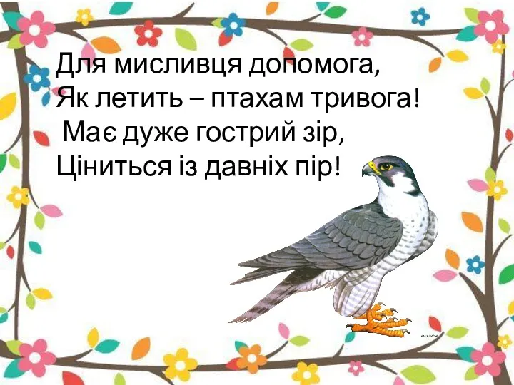 Для мисливця допомога, Як летить – птахам тривога! Має дуже гострий зір, Ціниться із давніх пір!