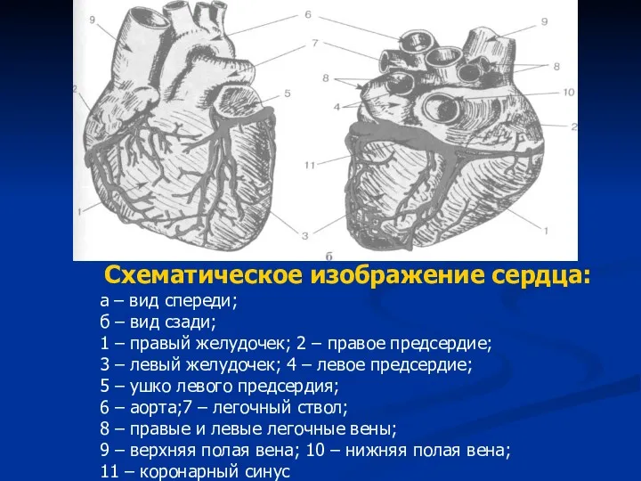 Схематическое изображение сердца: а – вид спереди; б – вид