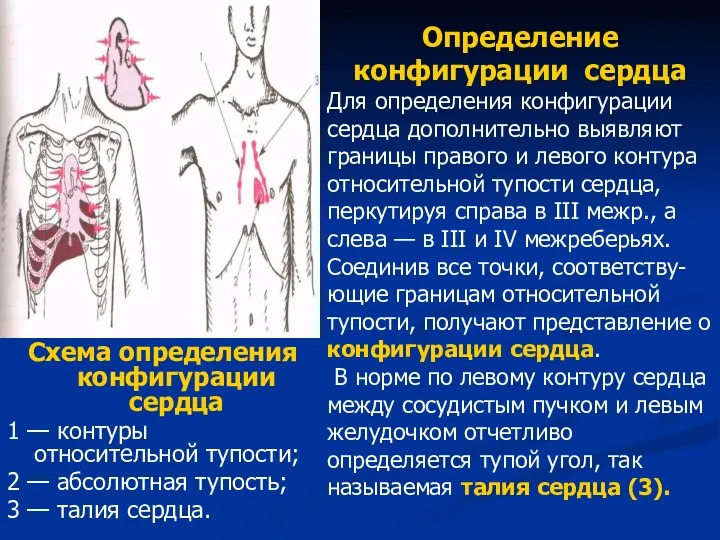 Схема определения конфигурации сердца 1 — контуры относительной тупости; 2
