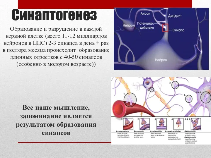 Синаптогенез Образование и разрушение в каждой нервной клетке (всего 11-12