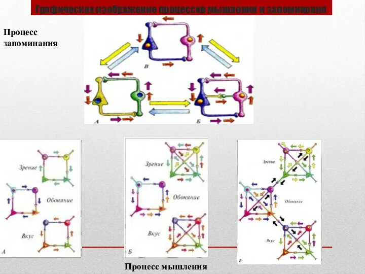 Графическое изображение процессов мышления и запоминания Процесс запоминания Процесс мышления