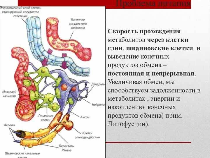 Проблема питания Скорость прохождения метаболитов через клетки глии, шванновские клетки