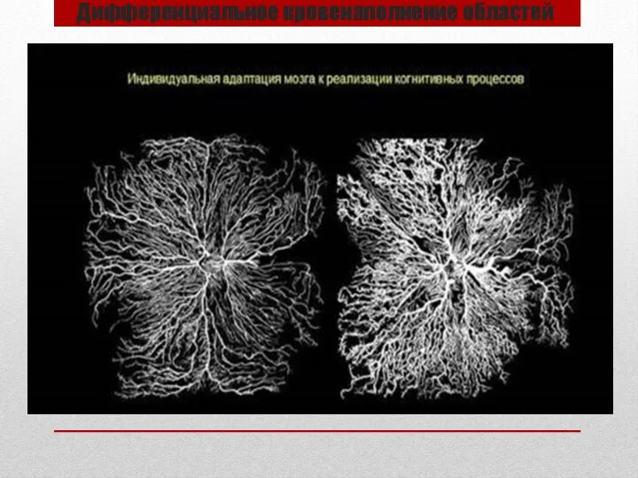 Дифференциальное кровенаполнение областей