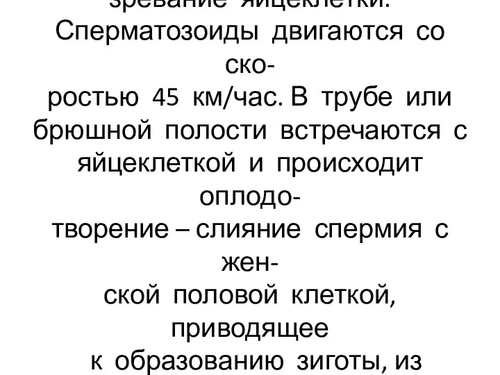 В трубе происходит деление и со- зревание яйцеклетки. Сперматозоиды двигаются