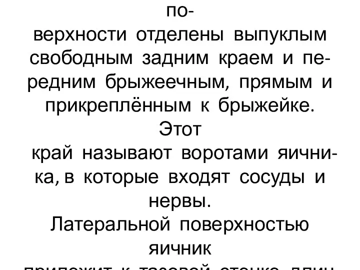 Его латеральная и медиальная по- верхности отделены выпуклым свободным задним