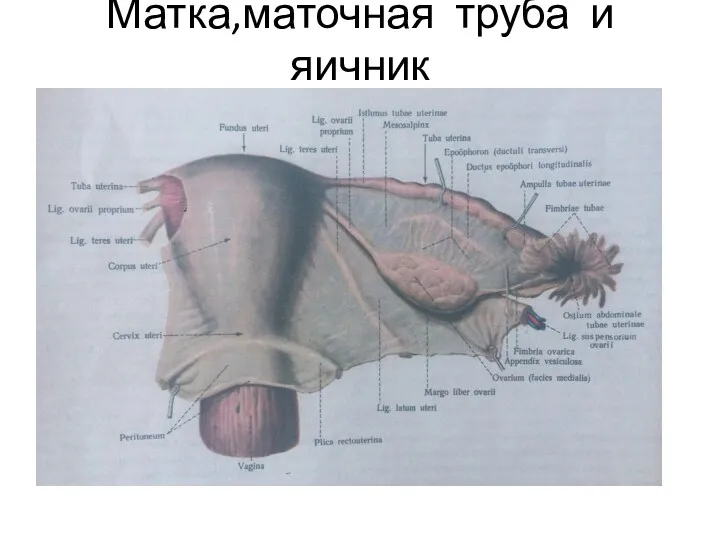 Матка,маточная труба и яичник