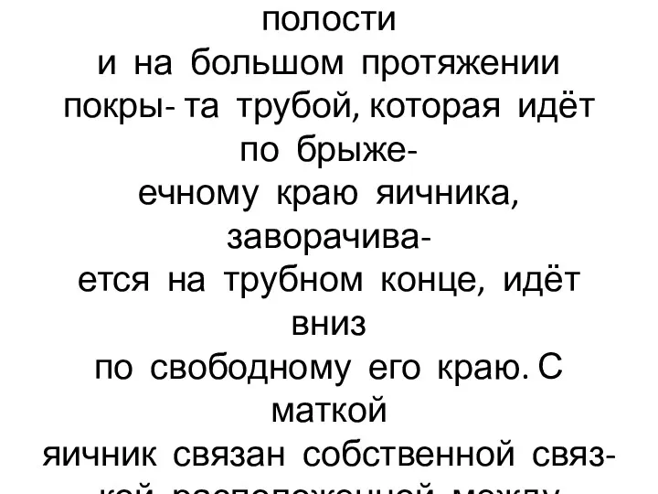 Медиальная сторона яичника об- ращена в сторону тазовой полости и