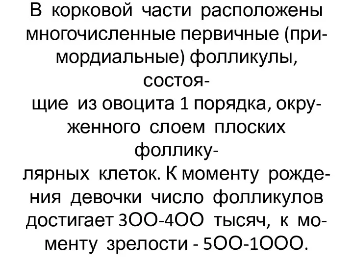 В корковой части расположены многочисленные первичные (при- мордиальные) фолликулы, состоя-