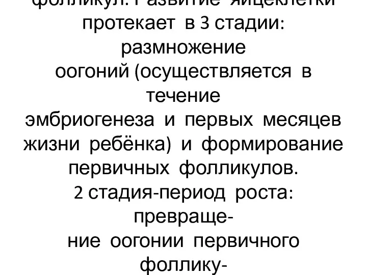 В течение 28 суток созревает 1 фолликул. Развитие яйцеклетки протекает