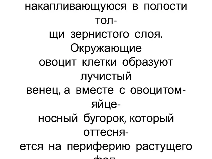 Клетки зернистого слоя вырабаты- вают фолликулярную жидкость, накапливающуюся в полости