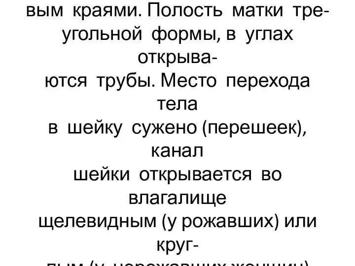 Передняя и задняя поверхности матки отграничены правым и ле- вым