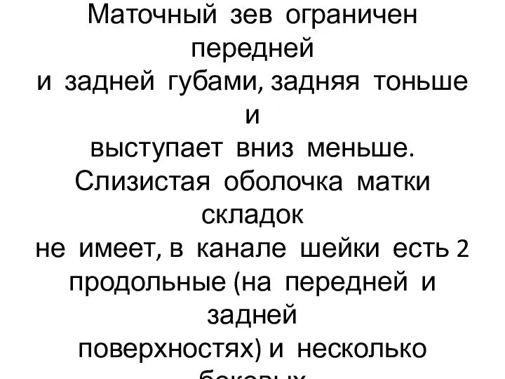 Канал шейки у нерожавших жен- щин веретенообразной формы. Маточный зев