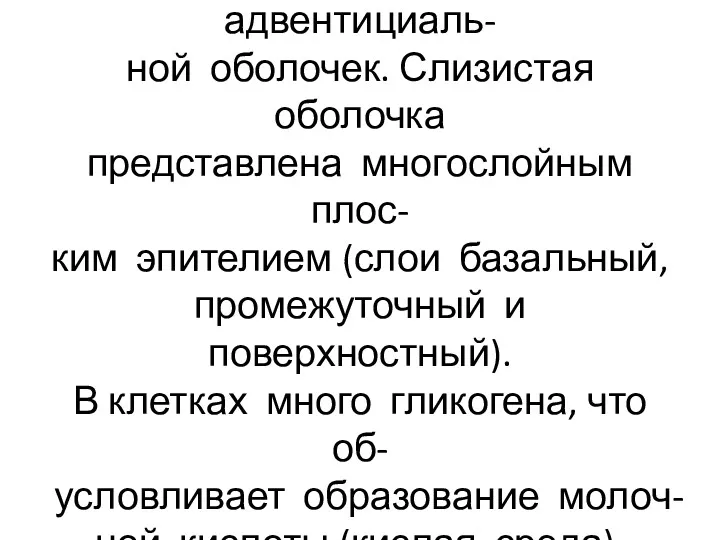 Стенка влагалища состоит из сли- зистой, мышечной и адвентициаль- ной