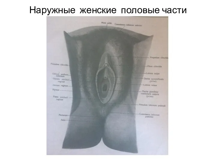 Наружные женские половые части