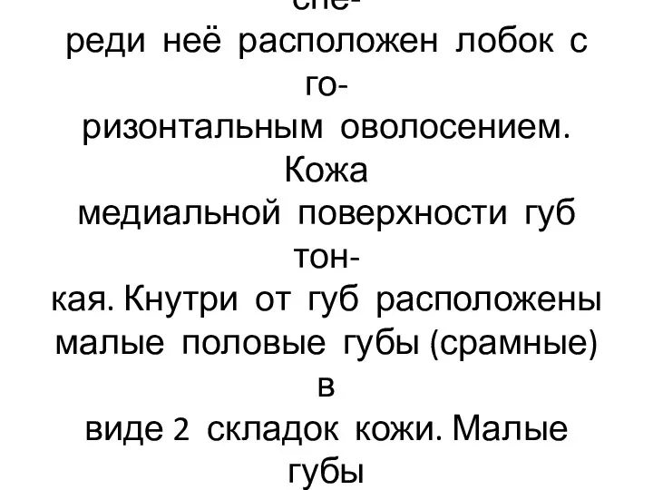 Пространство между губами назы- вают половой щелью. Сверху-спе- реди неё