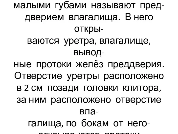 Щелевидное пространство между малыми губами называют пред- дверием влагалища. В