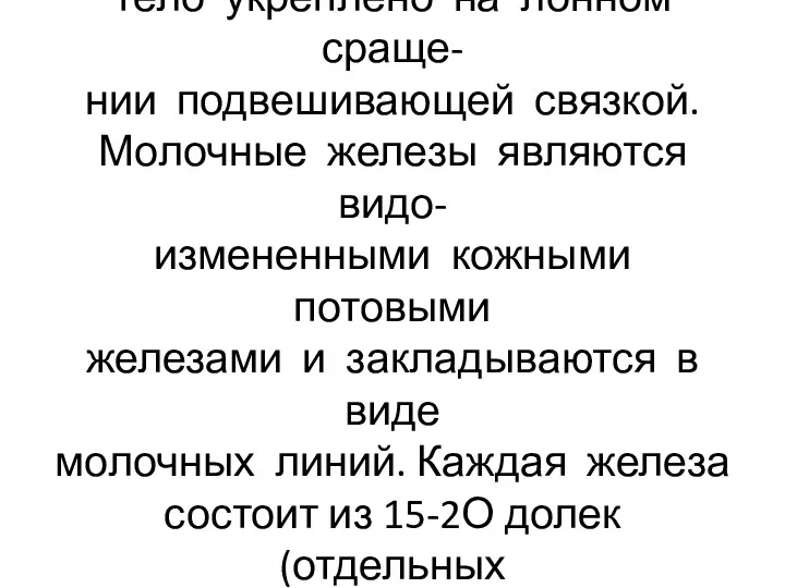 Ножки клитора прикрепляются к нижним ветвям лобковых костей, тело укреплено