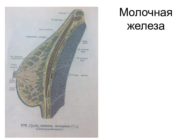 Молочная железа