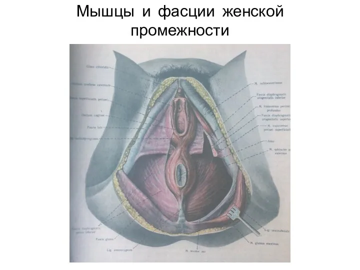 Мышцы и фасции женской промежности