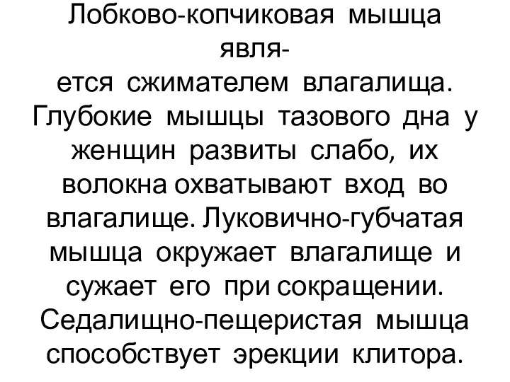 Лобково-копчиковая мышца явля- ется сжимателем влагалища. Глубокие мышцы тазового дна