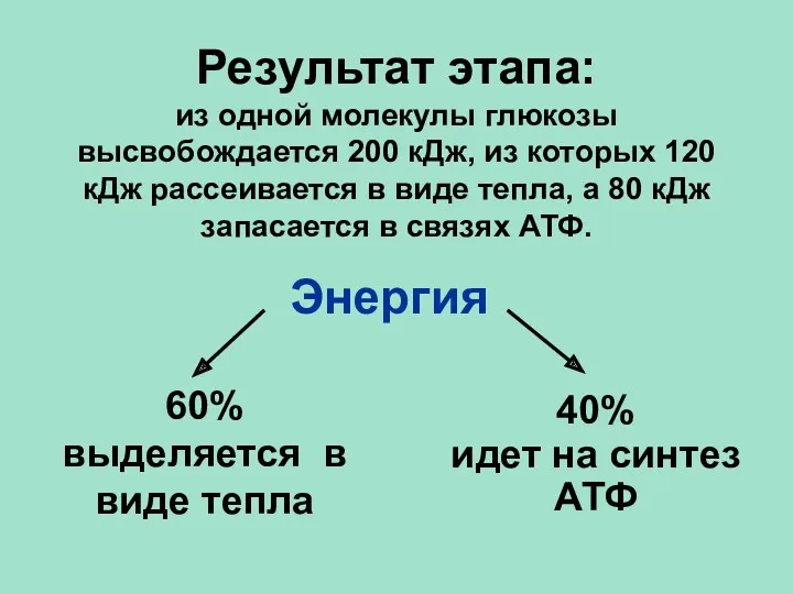 60% выделяется в виде тепла 40% идет на синтез АТФ