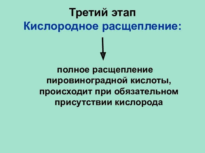 Третий этап Кислородное расщепление: полное расщепление пировиноградной кислоты, происходит при обязательном присутствии кислорода