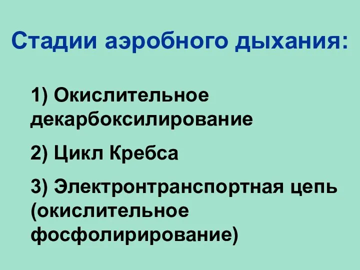 Стадии аэробного дыхания: 1) Окислительное декарбоксилирование 2) Цикл Кребса 3) Электронтранспортная цепь (окислительное фосфолирирование)