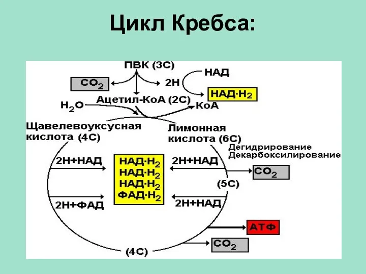 Цикл Кребса: