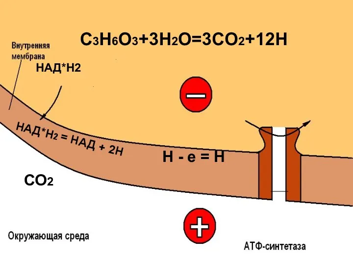 C3H6O3+3H2O=3CO2+12H СО2 Н - е = Н НАД*Н2 НАД*Н2 = НАД + 2Н