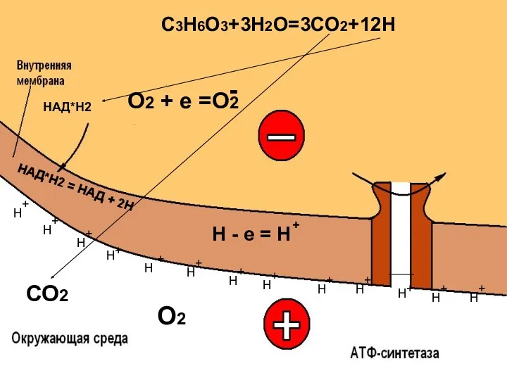 НАД*Н2 = НАД + 2Н СО2 О2 + + +