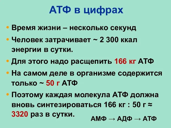 АТФ в цифрах Время жизни – несколько секунд Человек затрачивает