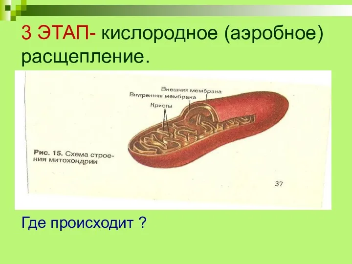 3 ЭТАП- кислородное (аэробное) расщепление. Где происходит ?