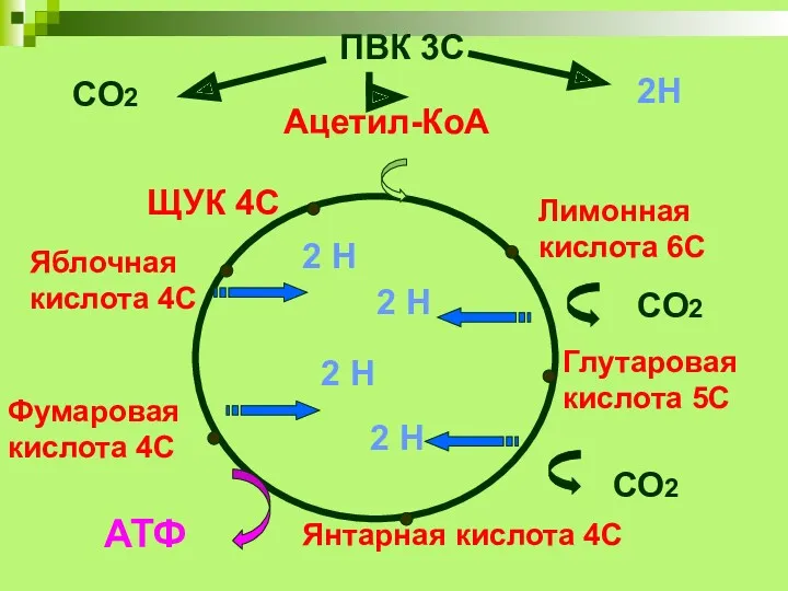 ПВК 3С Ацетил-КоА 2С Лимонная кислота 6С Глутаровая кислота 5С