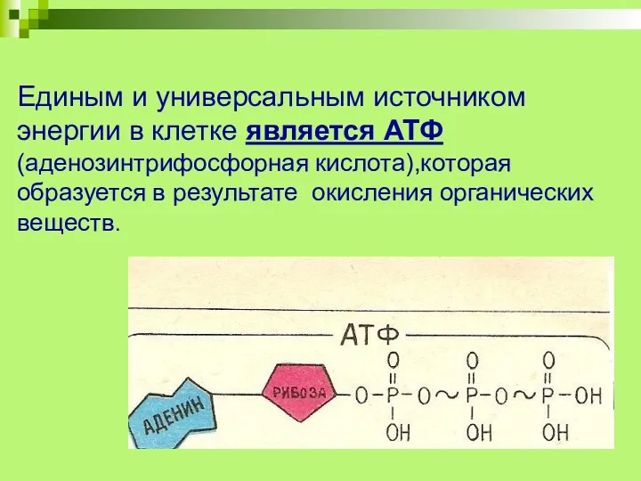 Единым и универсальным источником энергии в клетке является АТФ (аденозинтрифосфорная