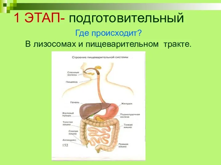 1 ЭТАП- подготовительный Где происходит? В лизосомах и пищеварительном тракте.