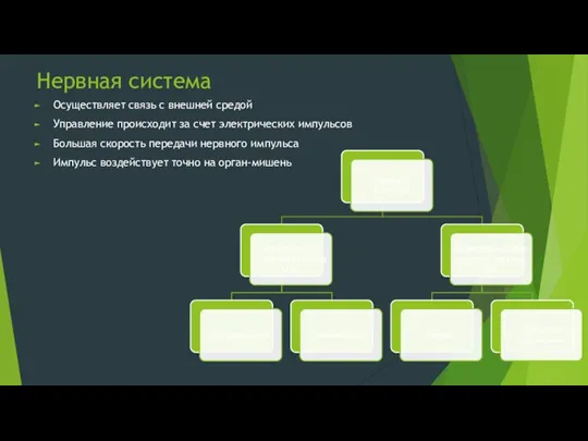 Нервная система Осуществляет связь с внешней средой Управление происходит за