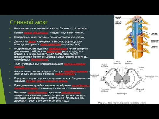 Спинной мозг Располагается в позвоночном канале. Состоит из 31 сегмента.