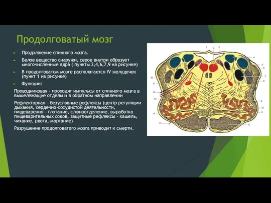 Продолговатый мозг Продолжение спинного мозга. Белое вещество снаружи, серое внутри