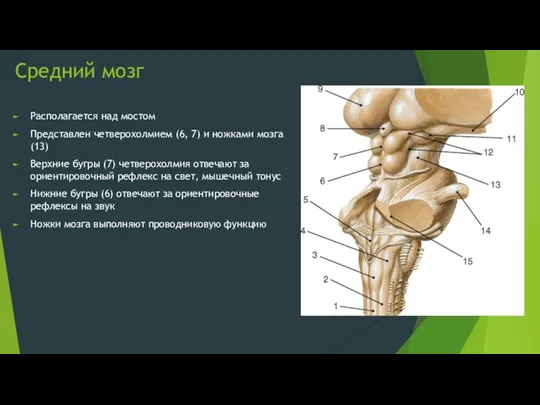 Средний мозг Располагается над мостом Представлен четверохолмием (6, 7) и