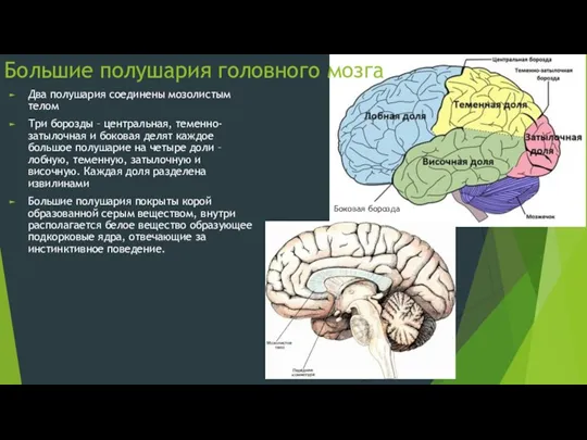 Большие полушария головного мозга Два полушария соединены мозолистым телом Три