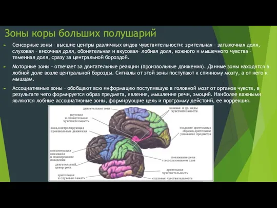 Зоны коры больших полушарий Сенсорные зоны – высшие центры различных