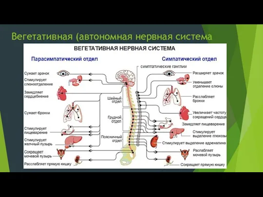 Вегетативная (автономная нервная система