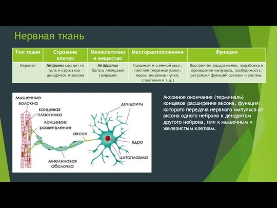 Нервная ткань Аксонное окончание (терминаль) концевое расширение аксона, функция которого