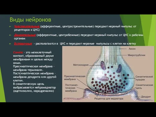 Виды нейронов Чувствительные (афферентные, центростремительные) передают нервный импульс от рецепторов